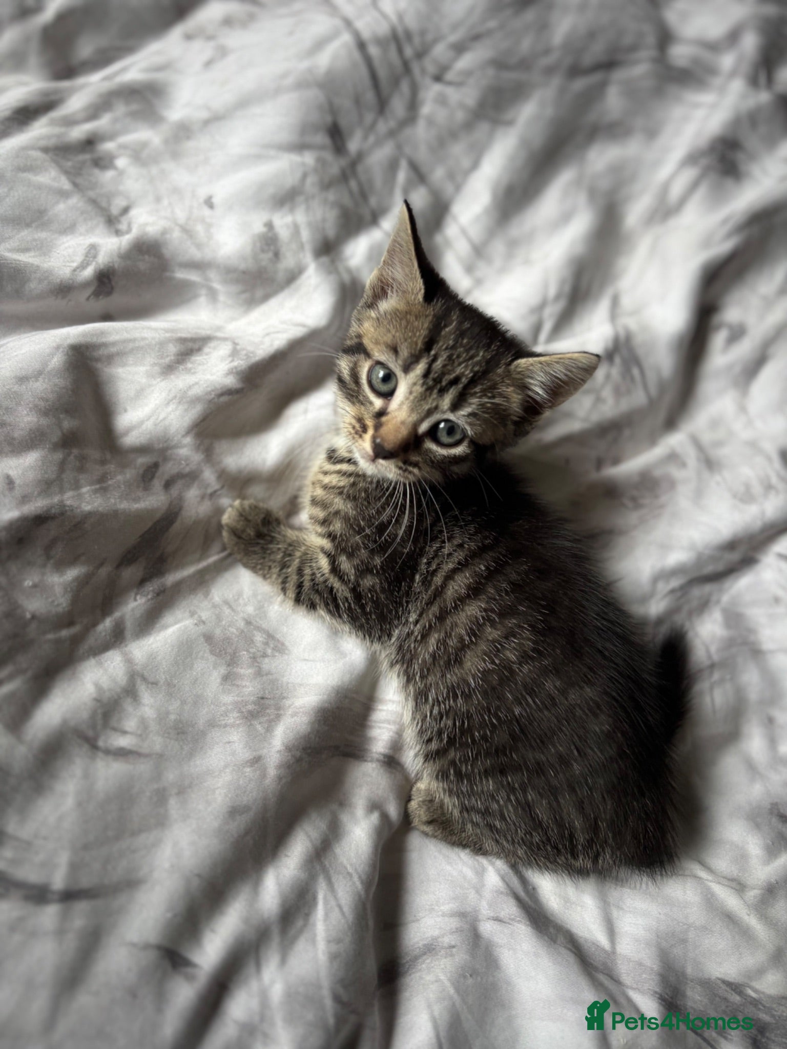 Mixed Breed cats Stunning Shorthair x Tabby x Bengal Mix - Advert 1