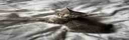 Mixed Breed cats for sale: Stunning Shorthair x Tabby x Bengal Mix - Advert 1