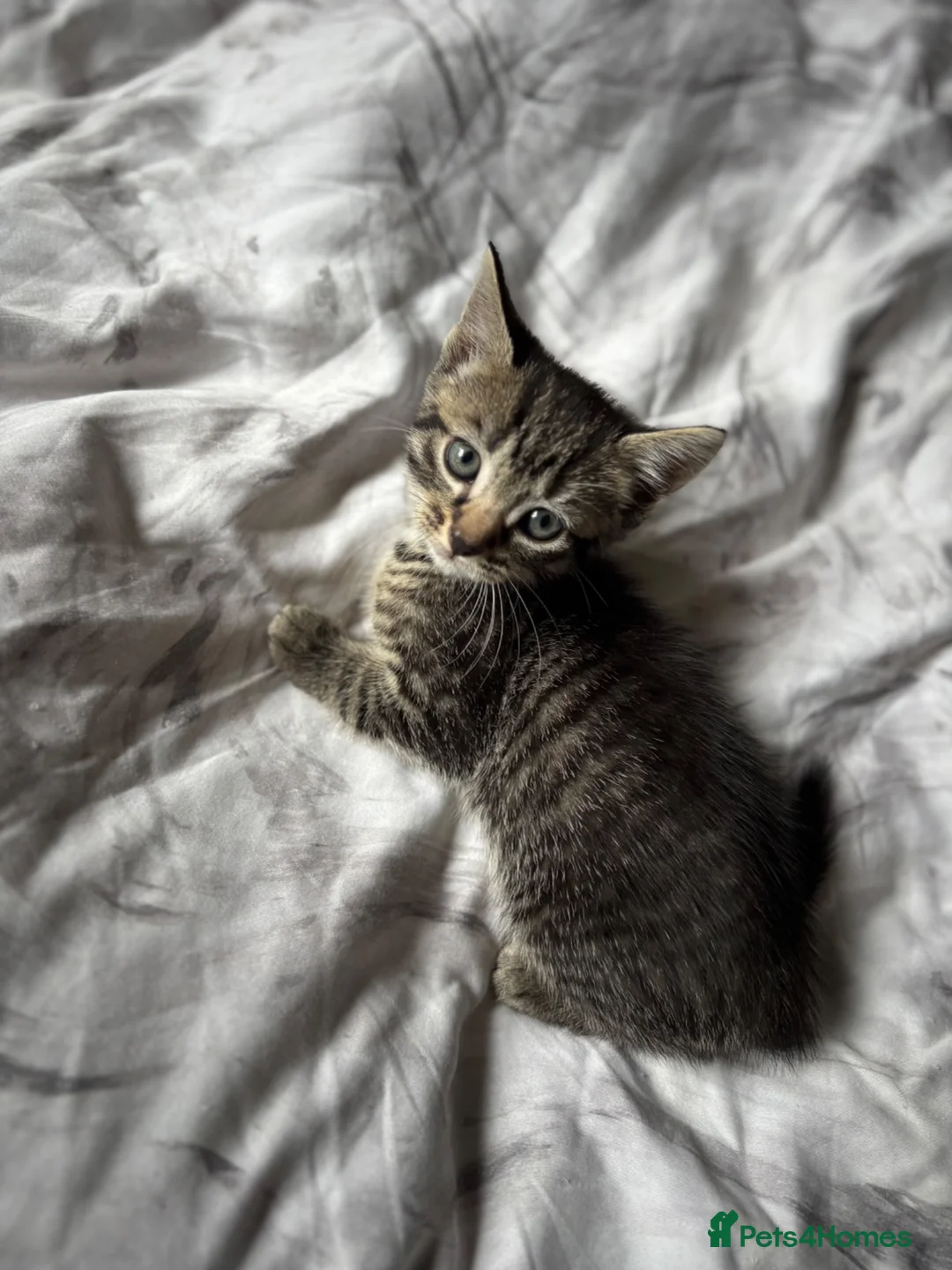 Mixed Breed cats for sale: Stunning Shorthair x Tabby x Bengal Mix - Advert 1
