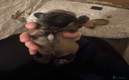 Chihuahua dogs for sale: Chihuahua girl pups  - Image 20