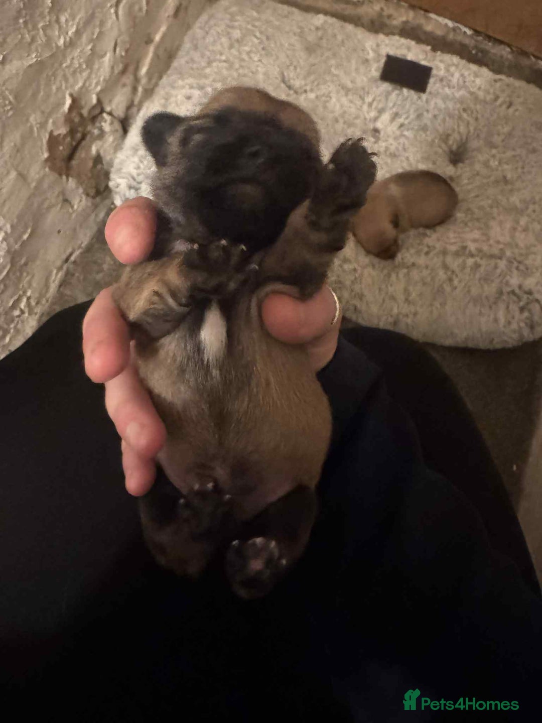 Chihuahua dogs for sale: Chihuahua girl pups  - Image 20