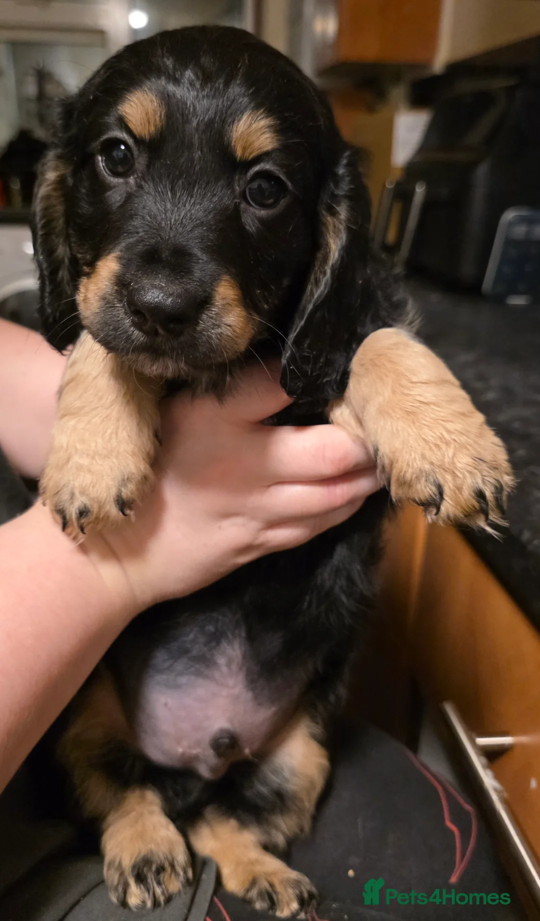 Cockapoo dogs for sale: The Magnificent fully-vaccinated Seven  in Romford - Advert 15