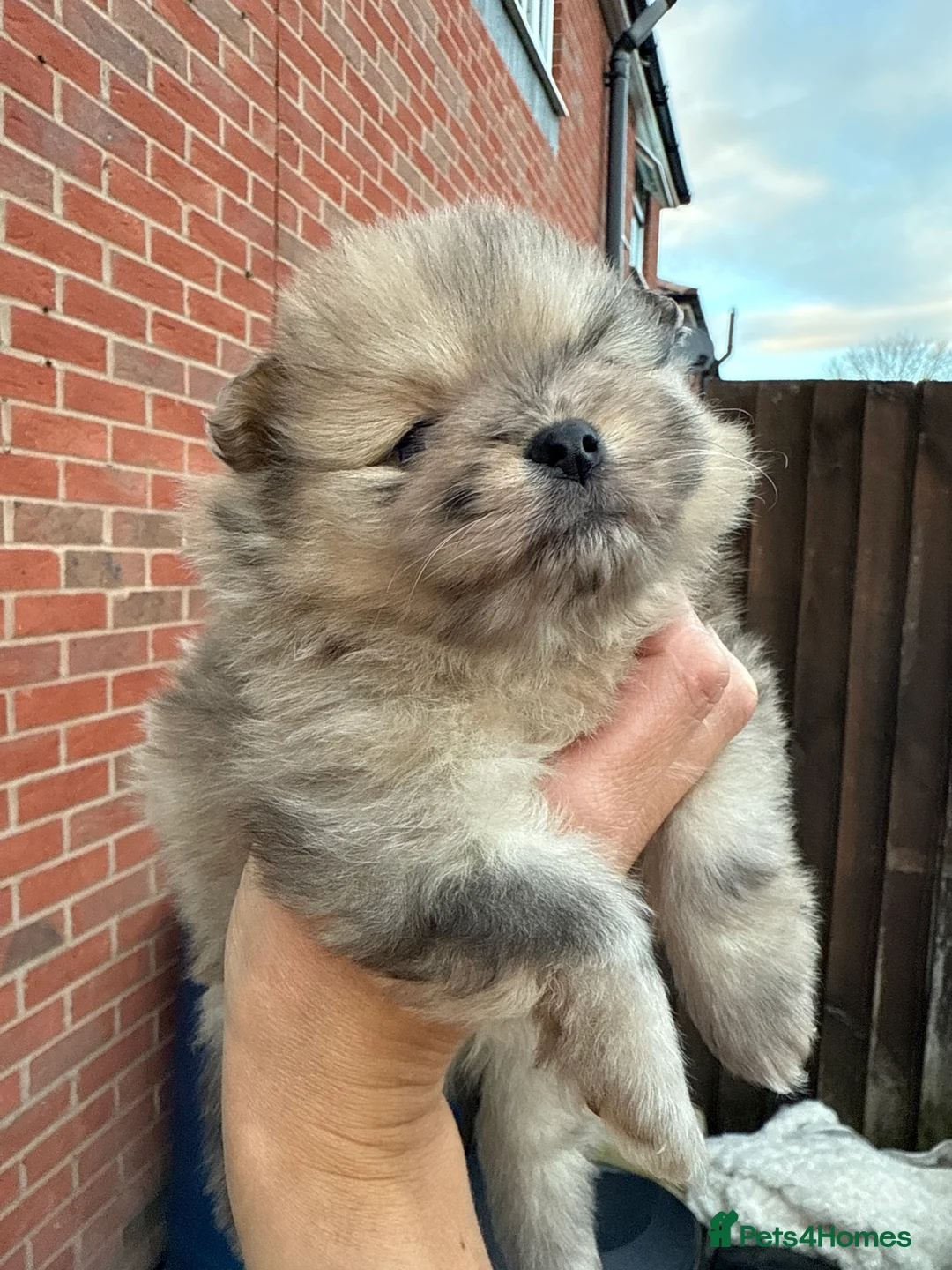 Pomeranian dogs for sale: The most stunning TEDDY KC REG Pomeranians - Advert 2