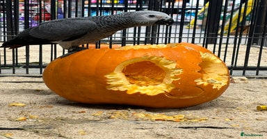 Parrots birds - Advert 5