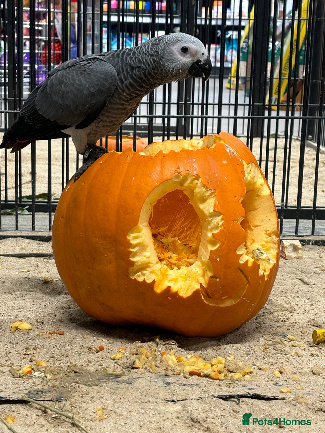 Parrots birds for sale: Gorgeous hand reared African Grey Baby  - Image 2