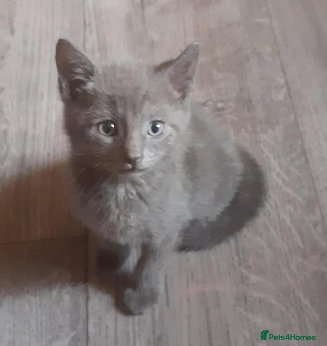 Russian Blue cats for sale: Russian blue kittens in Huddersfield - Advert 2