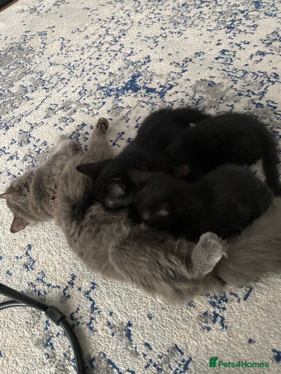 Mixed Breed cats for sale: Playful kittens looking for their forever home  - Image 10