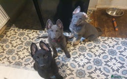 German Shepherd dogs for sale: 10 German Shepherd puppies for sale - Image 6