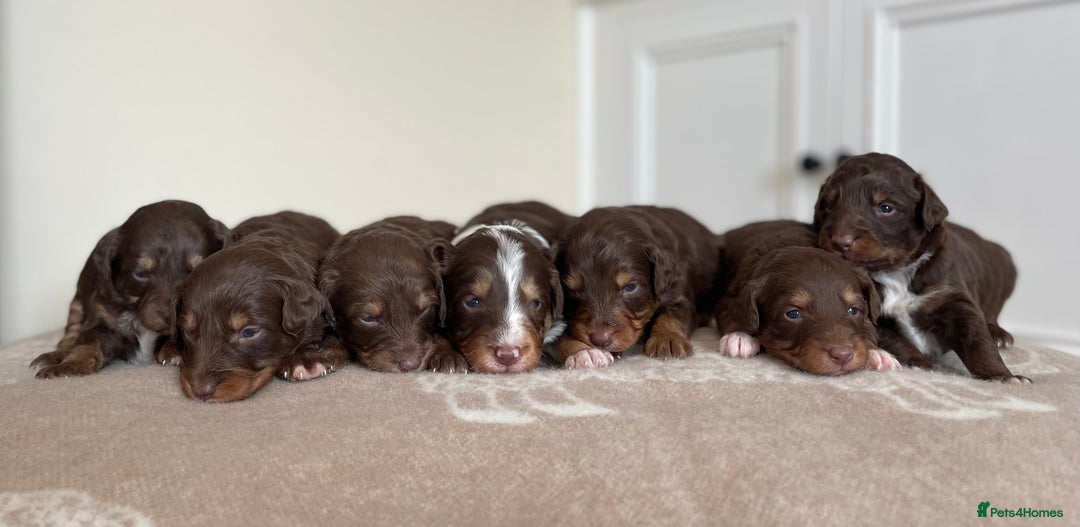 Bordoodle dogs for sale: OUTSTANDING *TRI COLOUR* MINIATURE BORDOODLES - Image 5