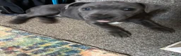 Staffordshire Bull Terrier dogs for sale: Beautiful Blue Staffordshire Bull Terrier - Advert 2