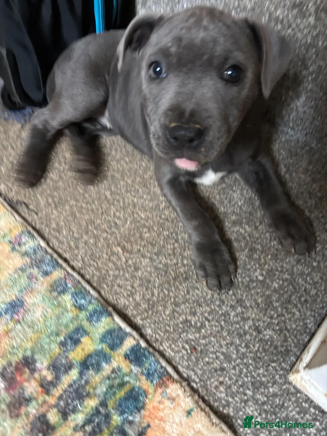 Staffordshire Bull Terrier dogs for sale: Beautiful Blue Staffordshire Bull Terrier - Advert 2