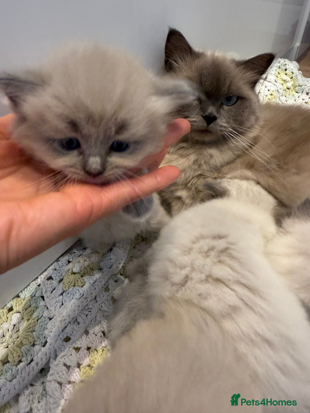 Ragdoll cats for sale: Stunning mink Ragdoll baby’s! 🩶🐱🩶 - Image 8