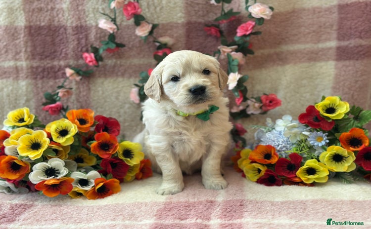 Golden Retriever dogs - Advert 1