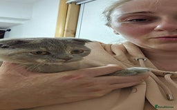 Scottish Fold cats for sale: Last scotish fold girl in Peterborough - Image 16