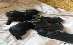 Labrador Retriever dogs for sale: Black lab puppies for sale - Image 2