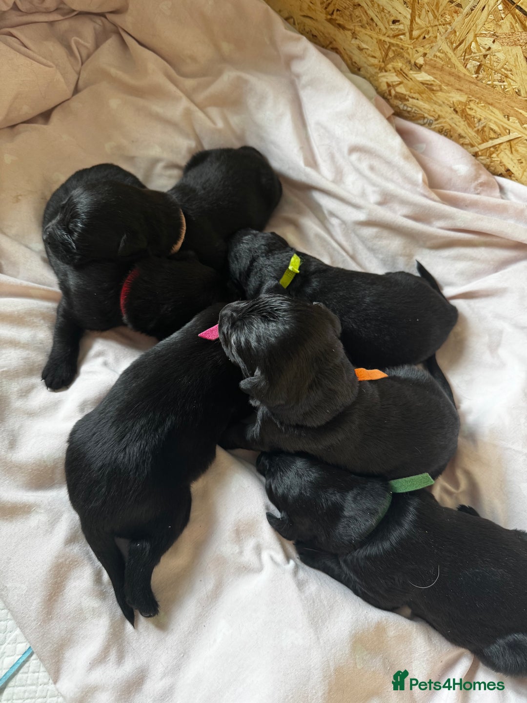 Labrador Retriever dogs for sale: Black lab puppies for sale - Image 2