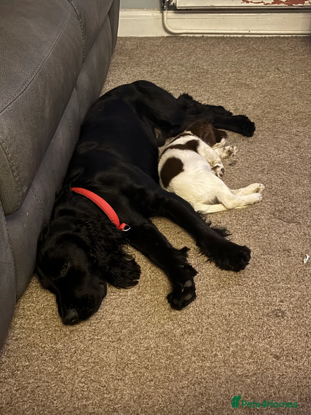 Cocker Spaniel dogs for sale: Male cocker spaniel - Advert 2