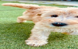 Labradoodle dogs for sale:  Adorable 🥰 Miniature Labradoodle Puppies F2B  - Image 7