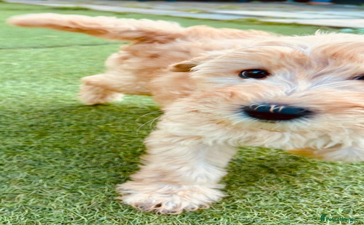Labradoodle dogs - Advert 7