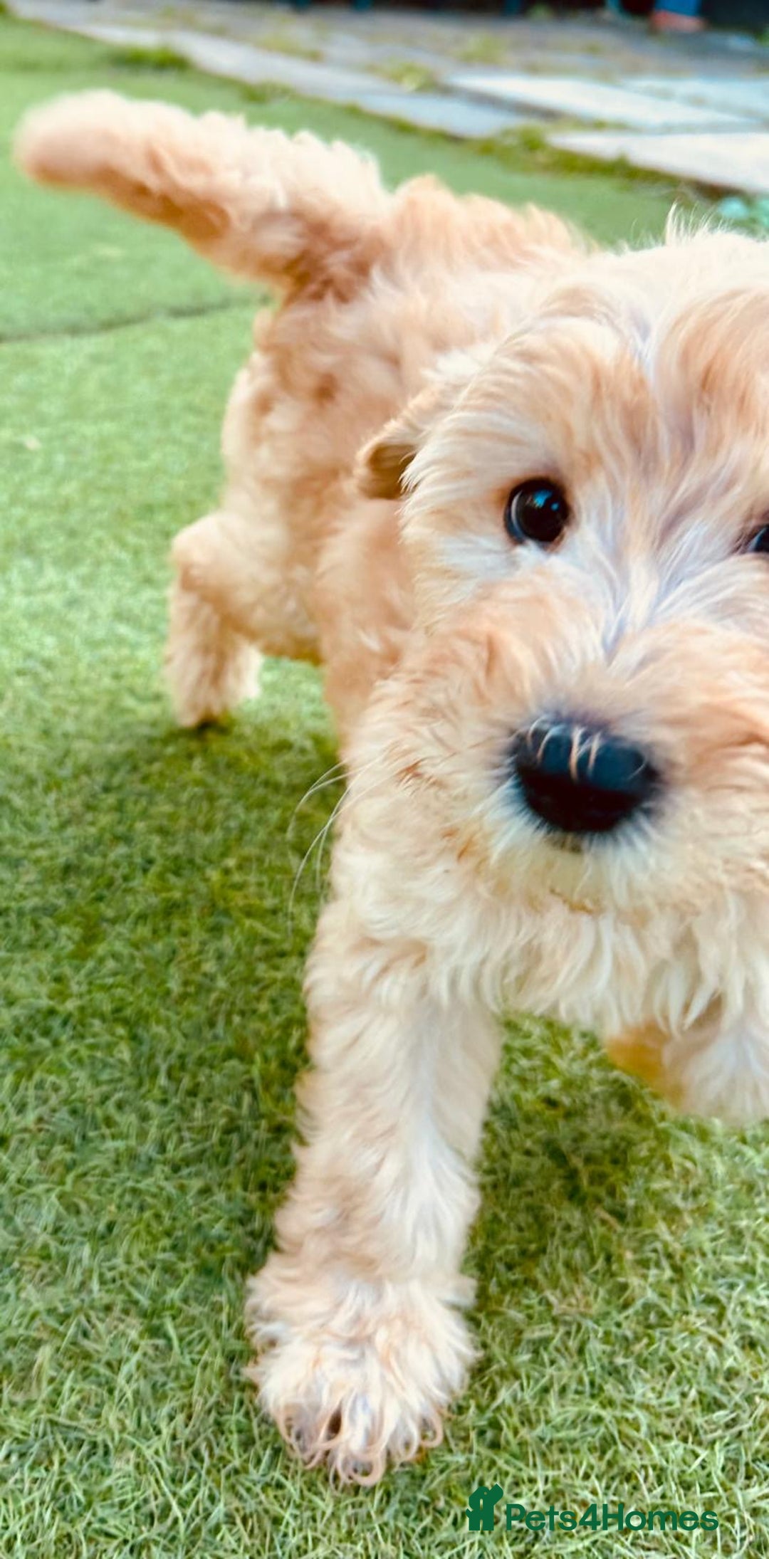 Labradoodle dogs for sale:  Adorable 🥰 Miniature Labradoodle Puppies F2B  - Image 7