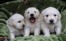 Golden Retriever dogs for sale: KC, Extensively Health tested Parents. Snow white - Image 14