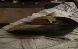 Chihuahua dogs for sale: 3 year old chihuahua  - Image 1