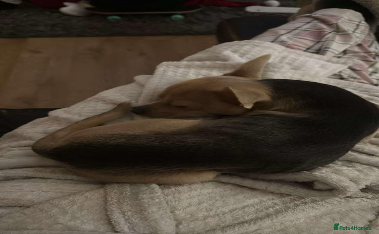 Chihuahua dogs - Advert 1
