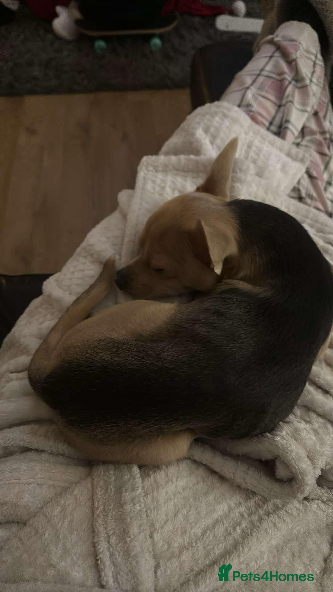 Chihuahua dogs for sale: 3 year old chihuahua  - Image 1