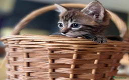 Mixed Breed cats for sale: Male mixed breed kittens - Image 3