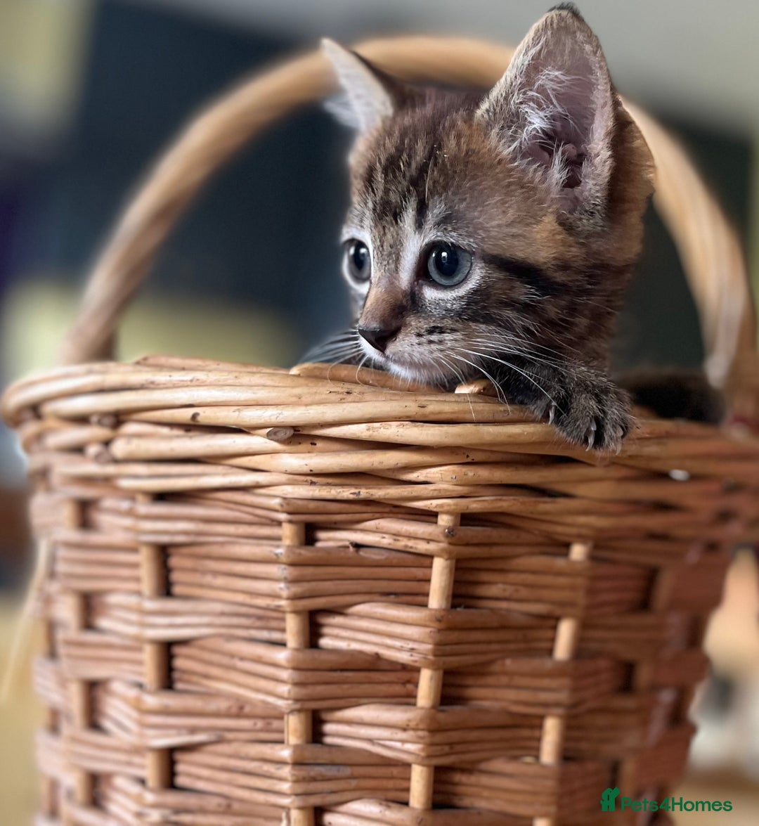 Mixed Breed cats for sale: Male mixed breed kittens - Image 3