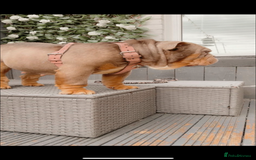 English Bulldog dogs for sale: English bulldog lilac and tan female adult  - Image 4