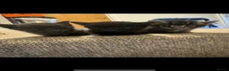 Mixed Breed cats for sale: Kittens for sale  - Advert 5