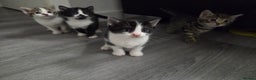 Mixed Breed cats for sale: Mixed breed kittens - Advert 3