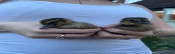 Mixed Breed birds for sale: Mallard ducklings  - Advert 2