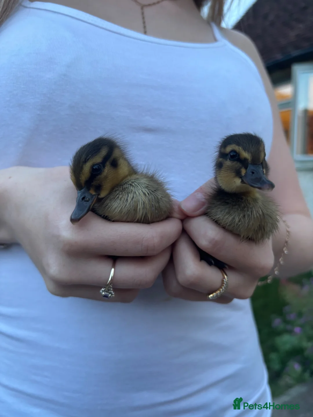 Mixed Breed birds for sale: Mallard ducklings  - Advert 2