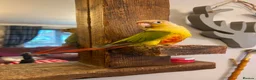 Conures birds for sale: Male pineapple conure  - Advert 4