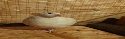 Mixed Breed birds for sale: 6-week-old Giant Polar male quail for sale. - Advert 2