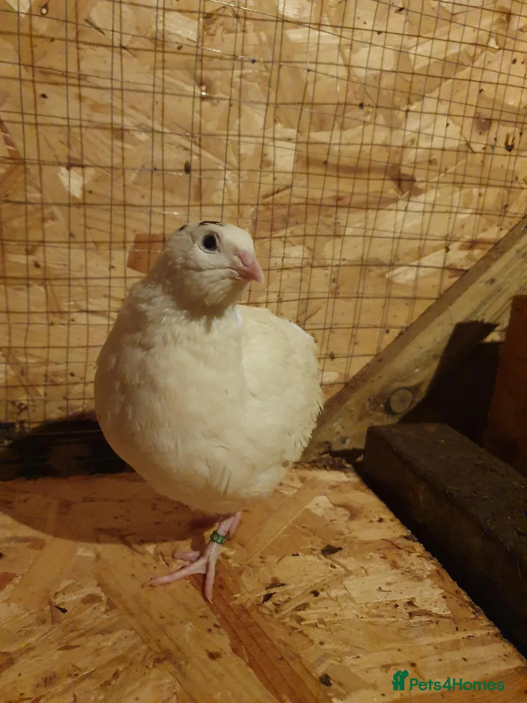 Mixed Breed birds for sale: 6-week-old Giant Polar male quail for sale. - Advert 2