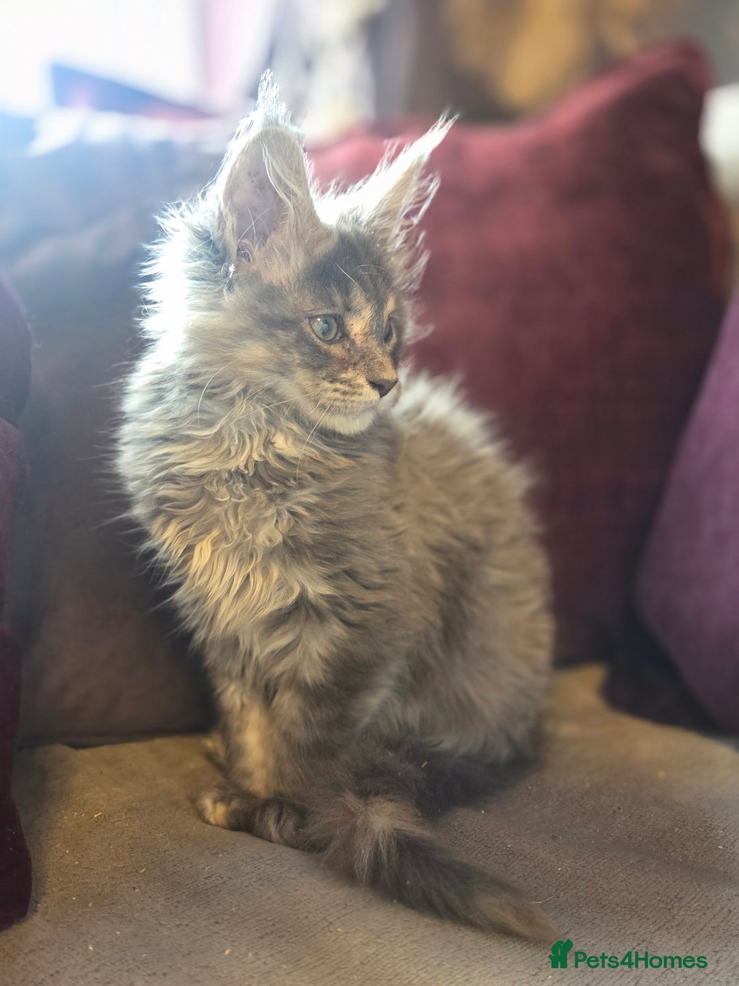 Maine Coon cats for sale: TiCA reg/Parents Fully Health Tested - Advert 31