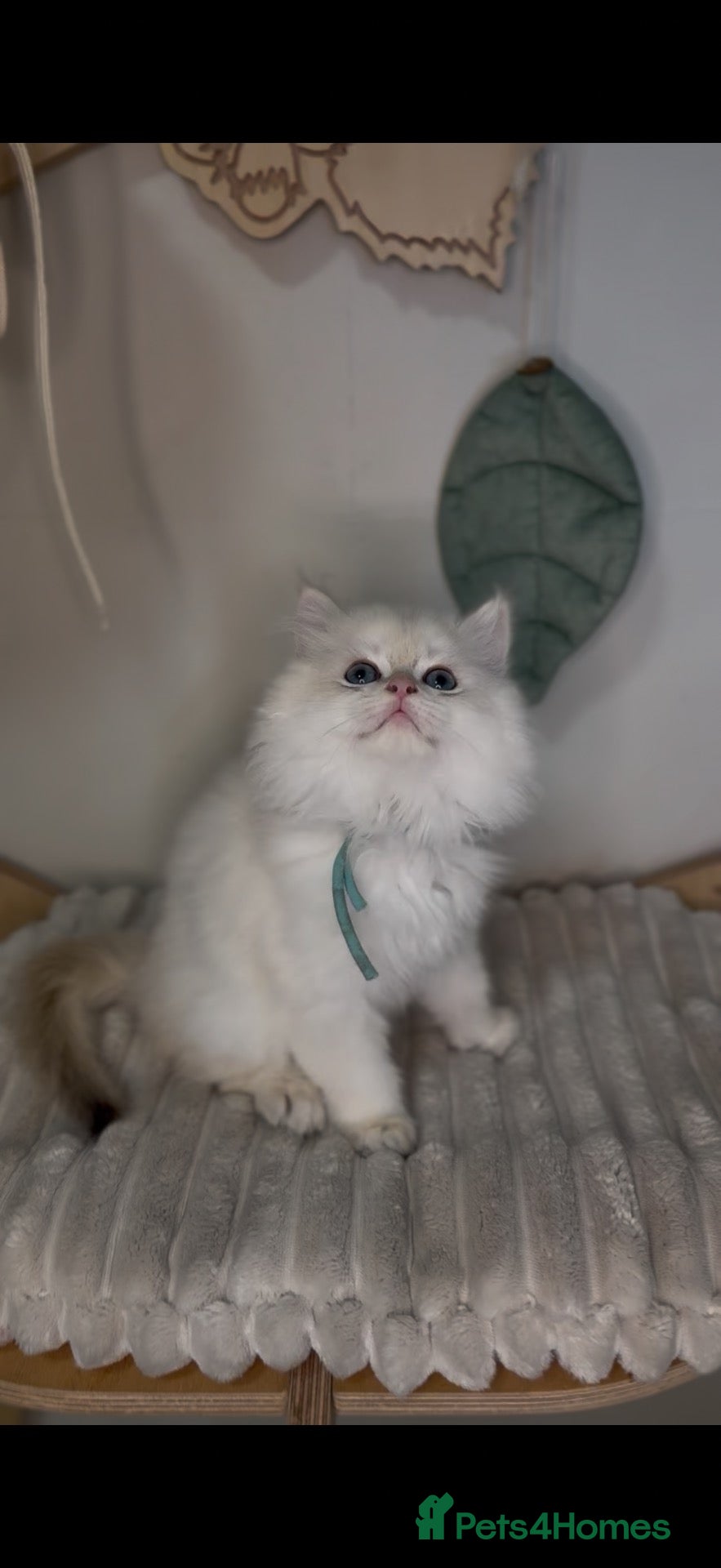 British Longhair cats Vet bred teddybear lap cats gccf - Advert 15