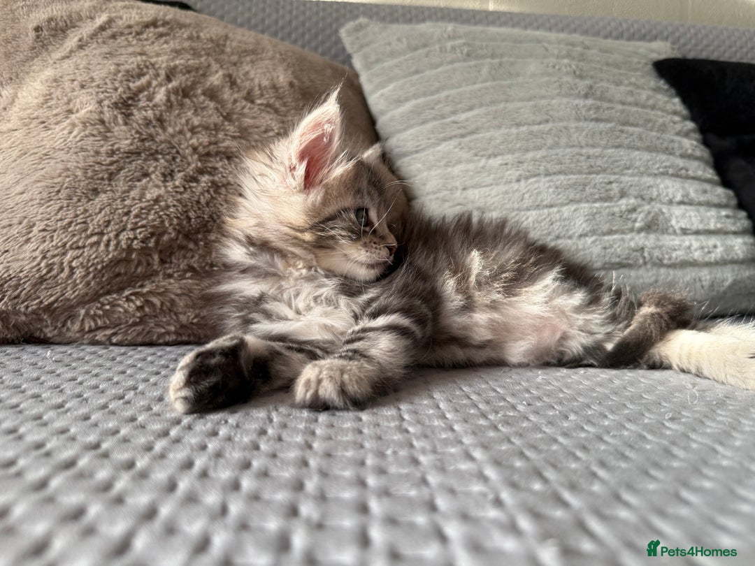 Maine Coon cats for sale: XL Russian Lines TICA registered Maine Coon Boy - Image 11