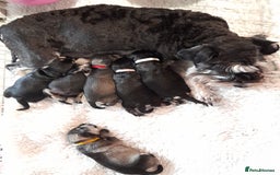 Miniature Schnauzer dogs for sale: Rockybobs Miniature Schnauzers  - Image 12