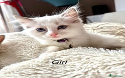 Ragdoll cats for sale: Beautiful Ragdoll cats  - Image 4