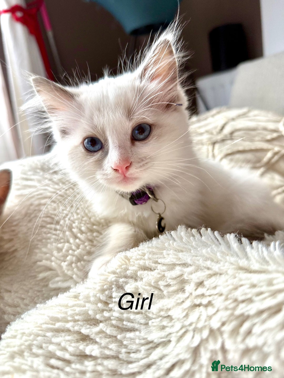 Ragdoll cats for sale: Beautiful Ragdoll cats  - Image 4