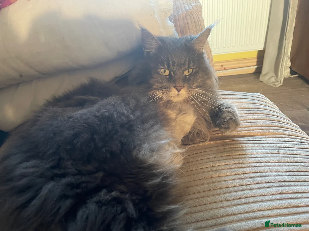 Maine Coon cats for sale: 9 year old Maine Coon cross for rehoming in Spalding - Advert 4