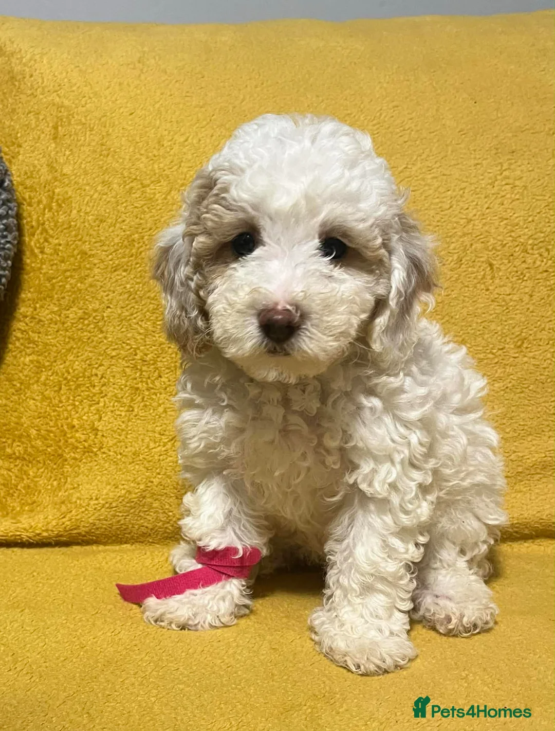 Toy Poodle dogs for sale: Toy poodle  in Sittingbourne - Advert 2