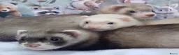 Ferret rodents for sale: Baby Ferrets  - Advert 3