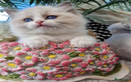 Ragdoll cats for sale: 🎀✨️Waiting list for lovely TICA🐱is open✨️🎀 in Slough - Image 12