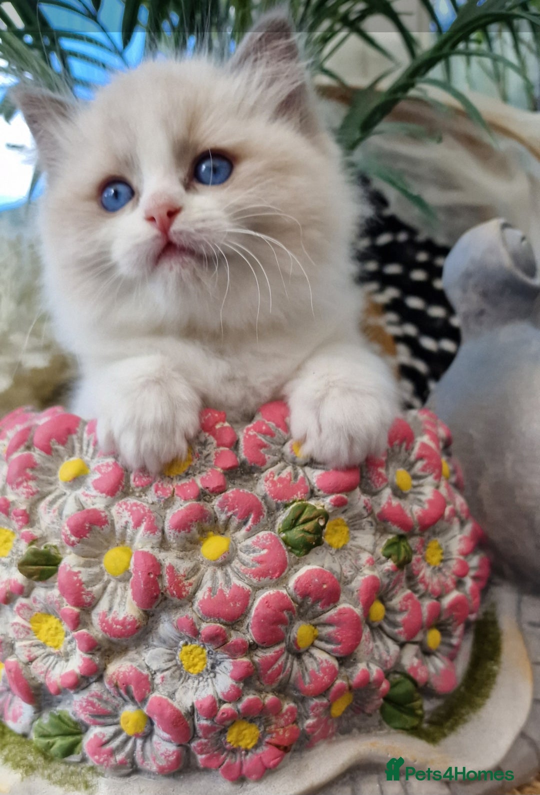 Ragdoll cats for sale: 🎀✨️Waiting list for lovely TICA🐱is open✨️🎀 in Slough - Image 12