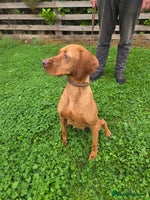 Hungarian Vizsla dogs - Advert 1